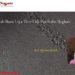 www.realshayari.com